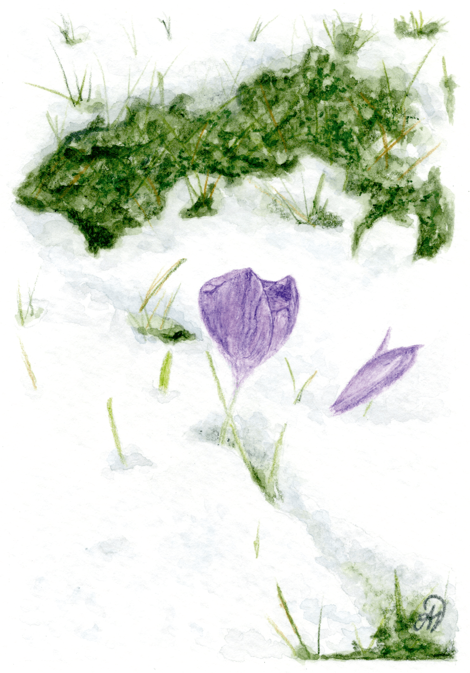 Crocus dessiné aux crayons aquarelle