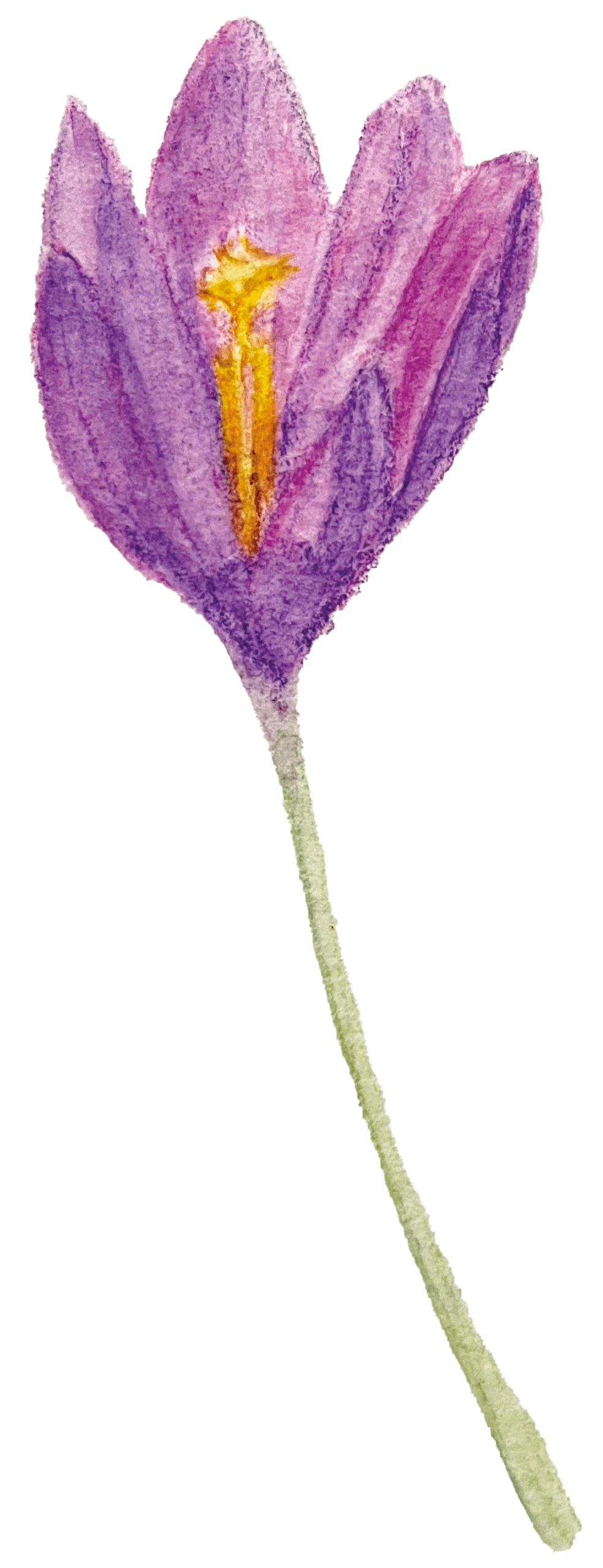 Crocus crayons aquarelle