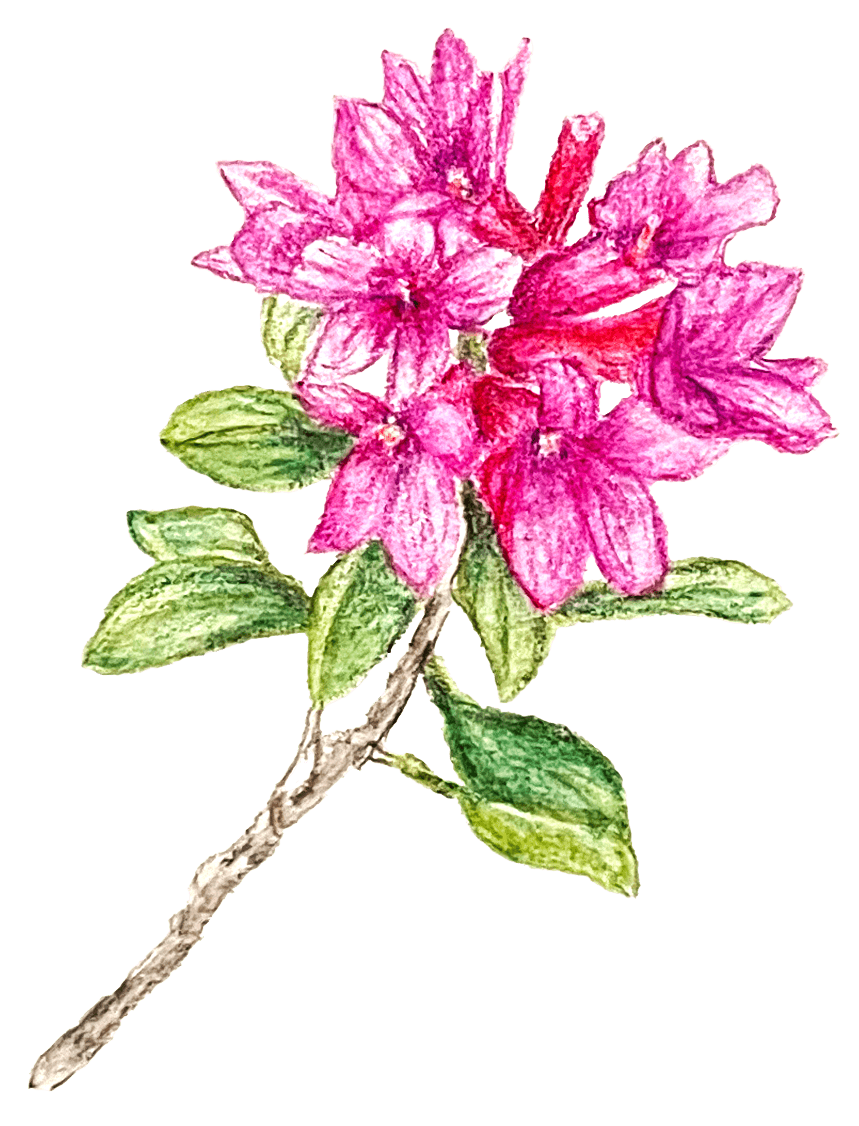 Rhododendron crayons aquarelle