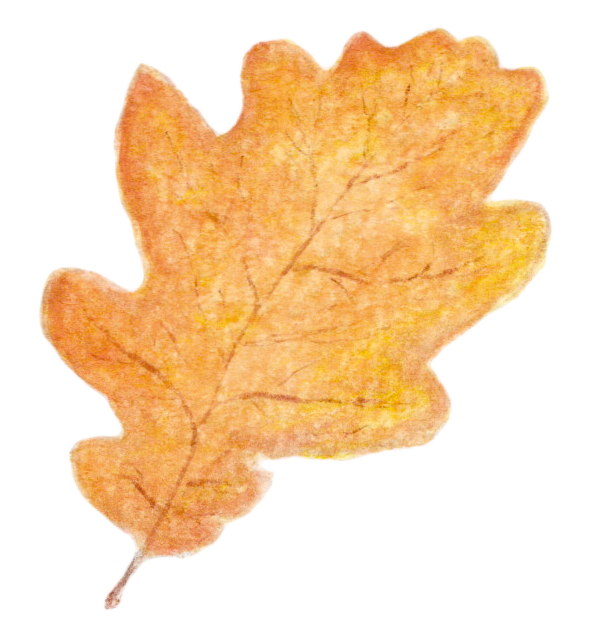 FEUILLE DE CHÊNE AQUARELLE